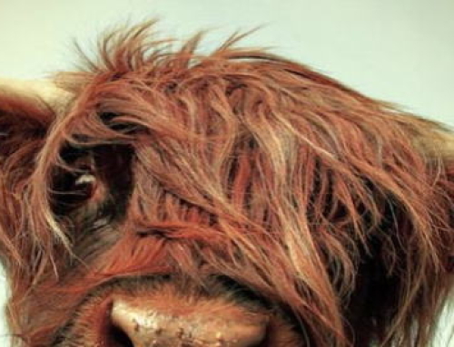 Big Advertisers Bullish on Native in 2015, But Concerned About Ability to Spend.